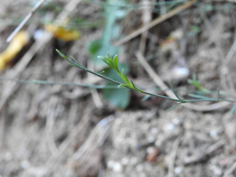 Petrorhagia saxifraga