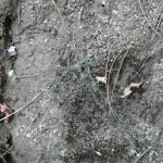 Petrorhagia saxifraga