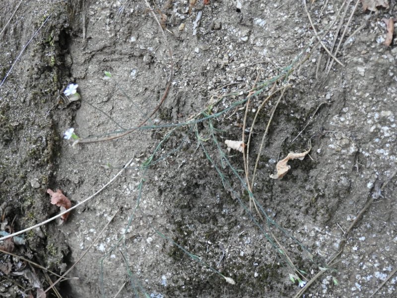 Petrorhagia saxifraga