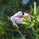 Saponaria officinalis