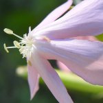 Saponaria officinalis