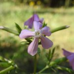 Saponaria officinalis