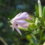 Saponaria officinalis