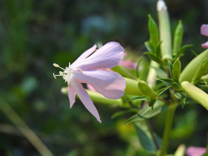 Saponaria officinalis