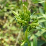 Saponaria officinalis
