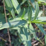 Saponaria officinalis