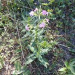 Saponaria officinalis