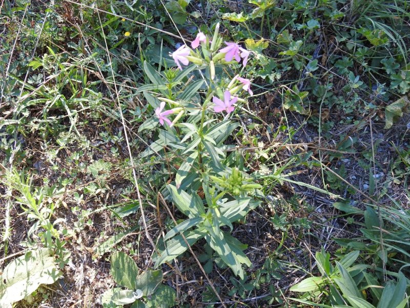 Saponaria officinalis