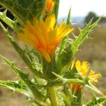 Scolymus hispanicus