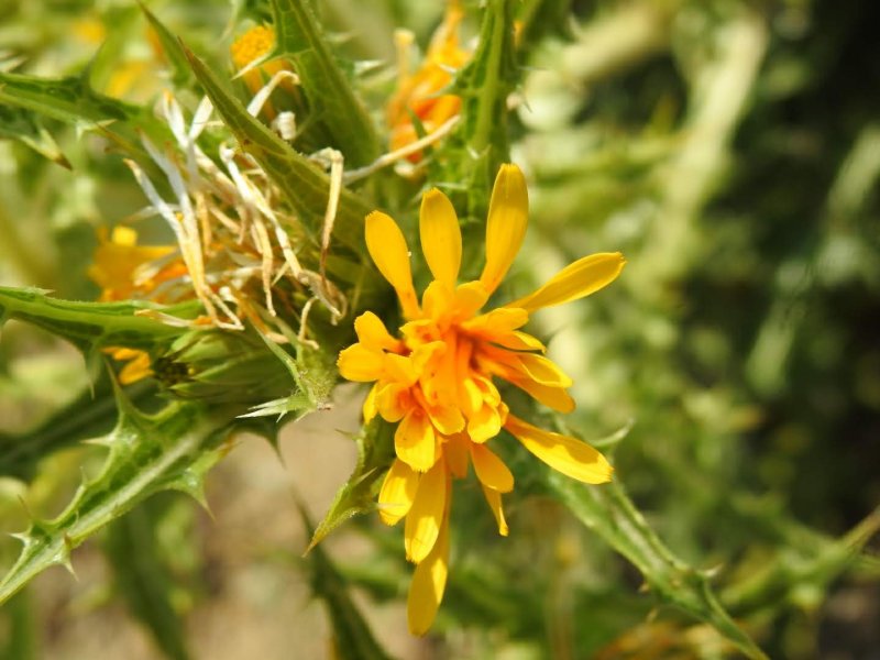 Scolymus hispanicus
