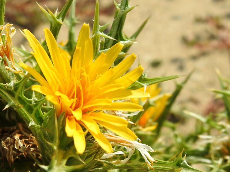 Scolymus hispanicus