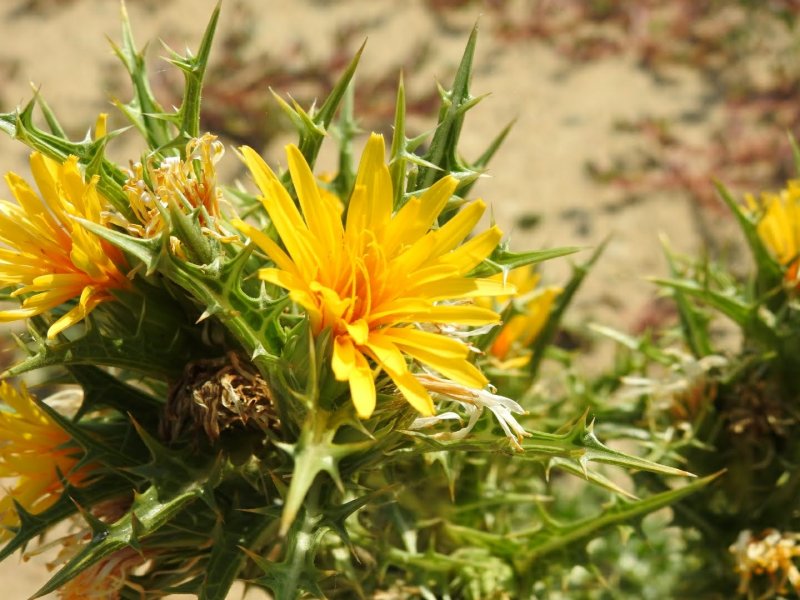 Scolymus hispanicus