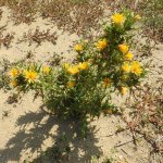 Scolymus hispanicus