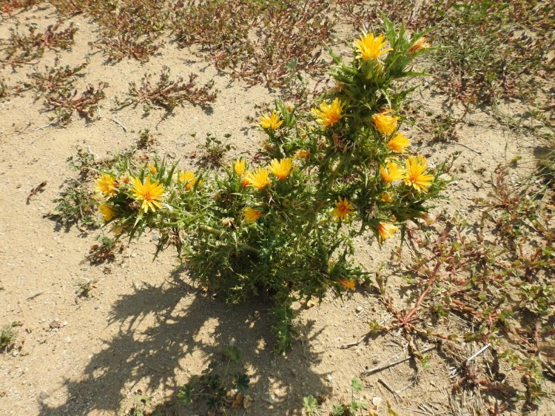 Scolymus hispanicus