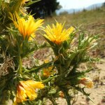 Scolymus hispanicus