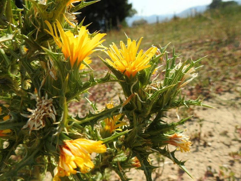 Scolymus hispanicus