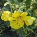 Verbascum thapsus