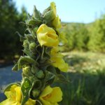 Verbascum thapsus