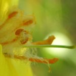 Verbascum thapsus