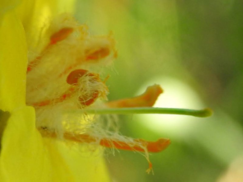 Verbascum thapsus