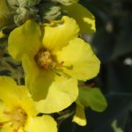 Verbascum thapsus
