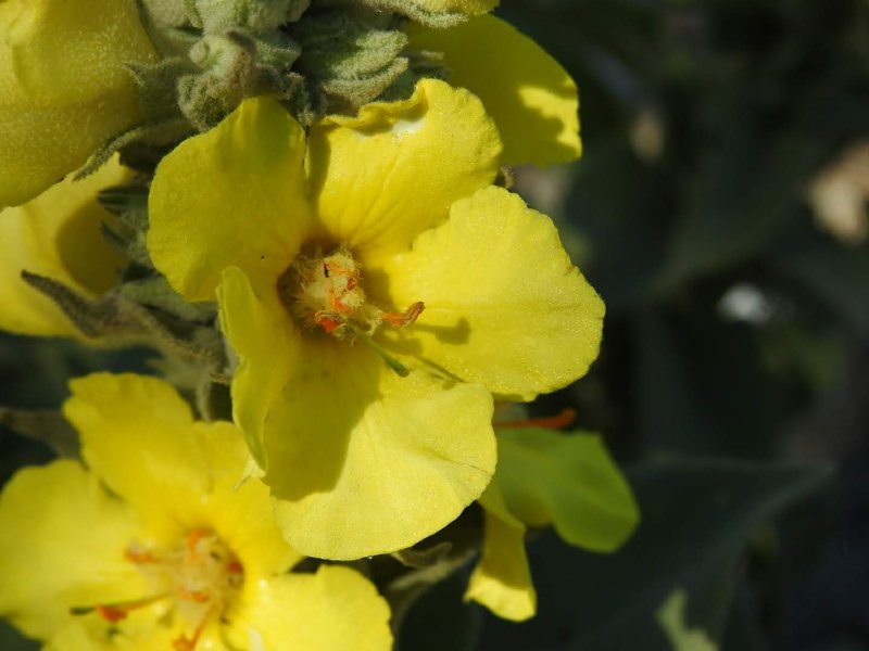 Verbascum thapsus