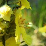 Verbascum thapsus