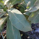 Verbascum thapsus