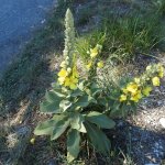 Verbascum thapsus