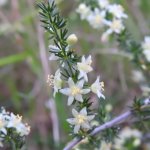 Asparagus acutifolius