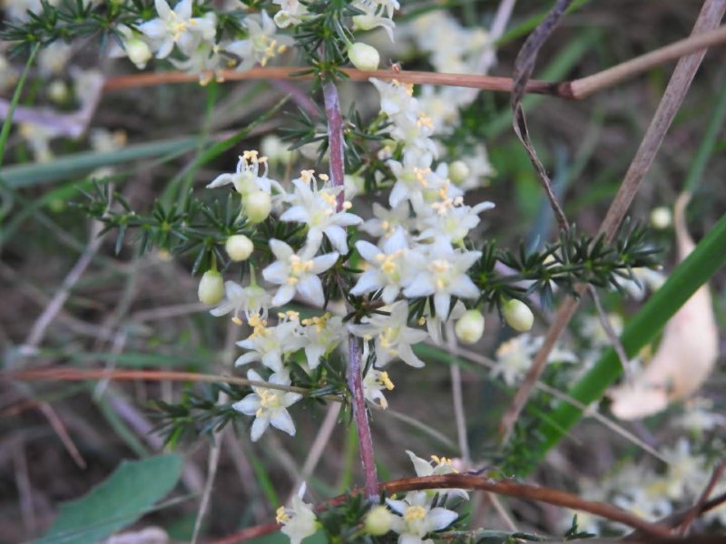 Asparagus acutifolius