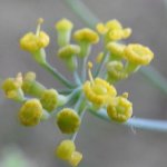 Anethum foeniculum