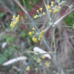 Anethum foeniculum