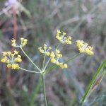 Anethum foeniculum