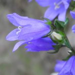 Campanula trachelium