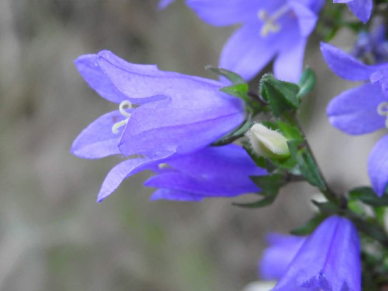 Campanula trachelium