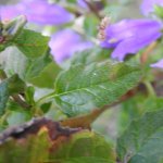Campanula trachelium