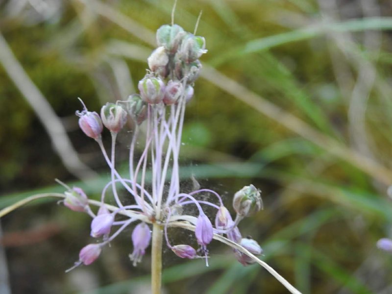 Allium carinatum