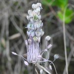 Allium carinatum
