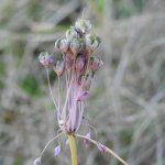 Allium carinatum