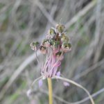 Allium carinatum