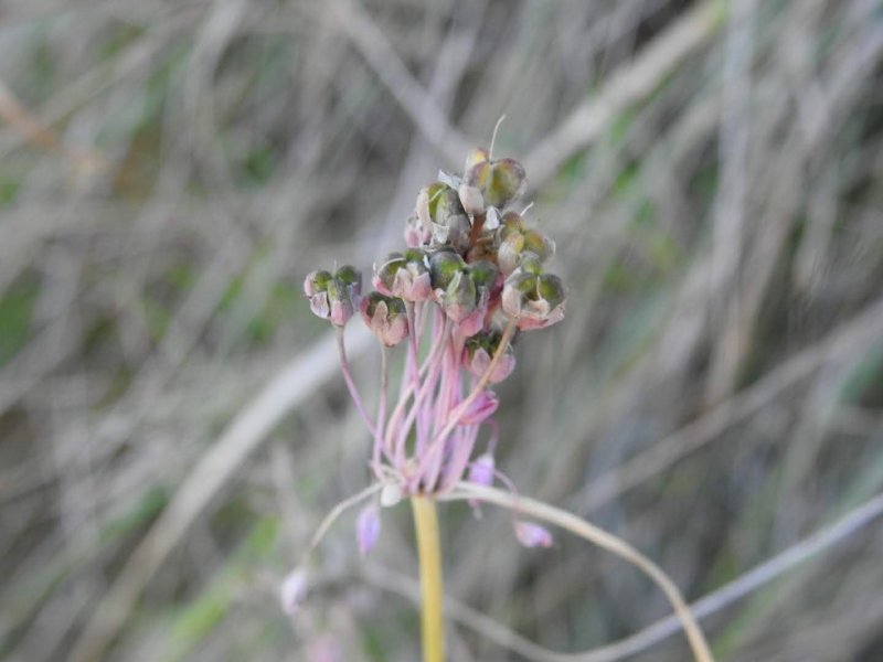 Allium carinatum
