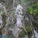 Allium carinatum