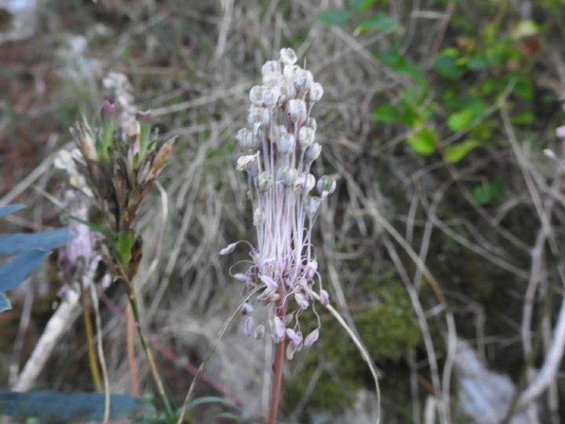 Allium carinatum