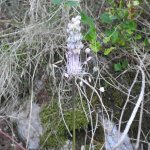 Allium carinatum