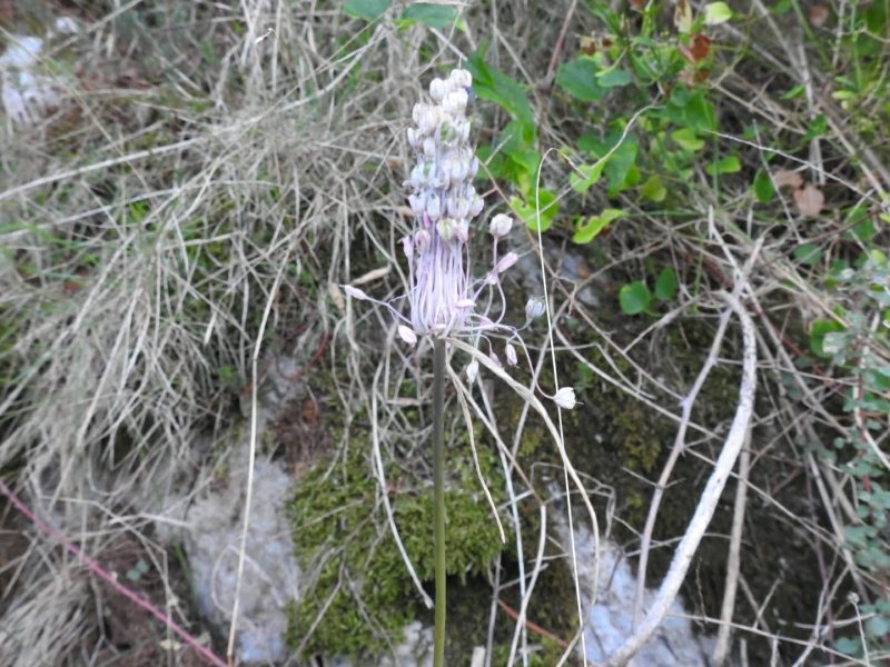 Allium carinatum