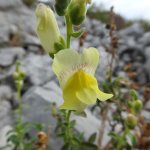Antirrhinum latifolium