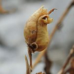 Antirrhinum latifolium