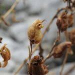 Antirrhinum latifolium