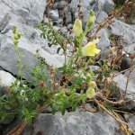 Antirrhinum latifolium